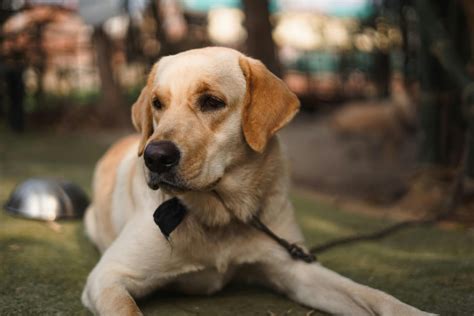 dogs that are similar to labs